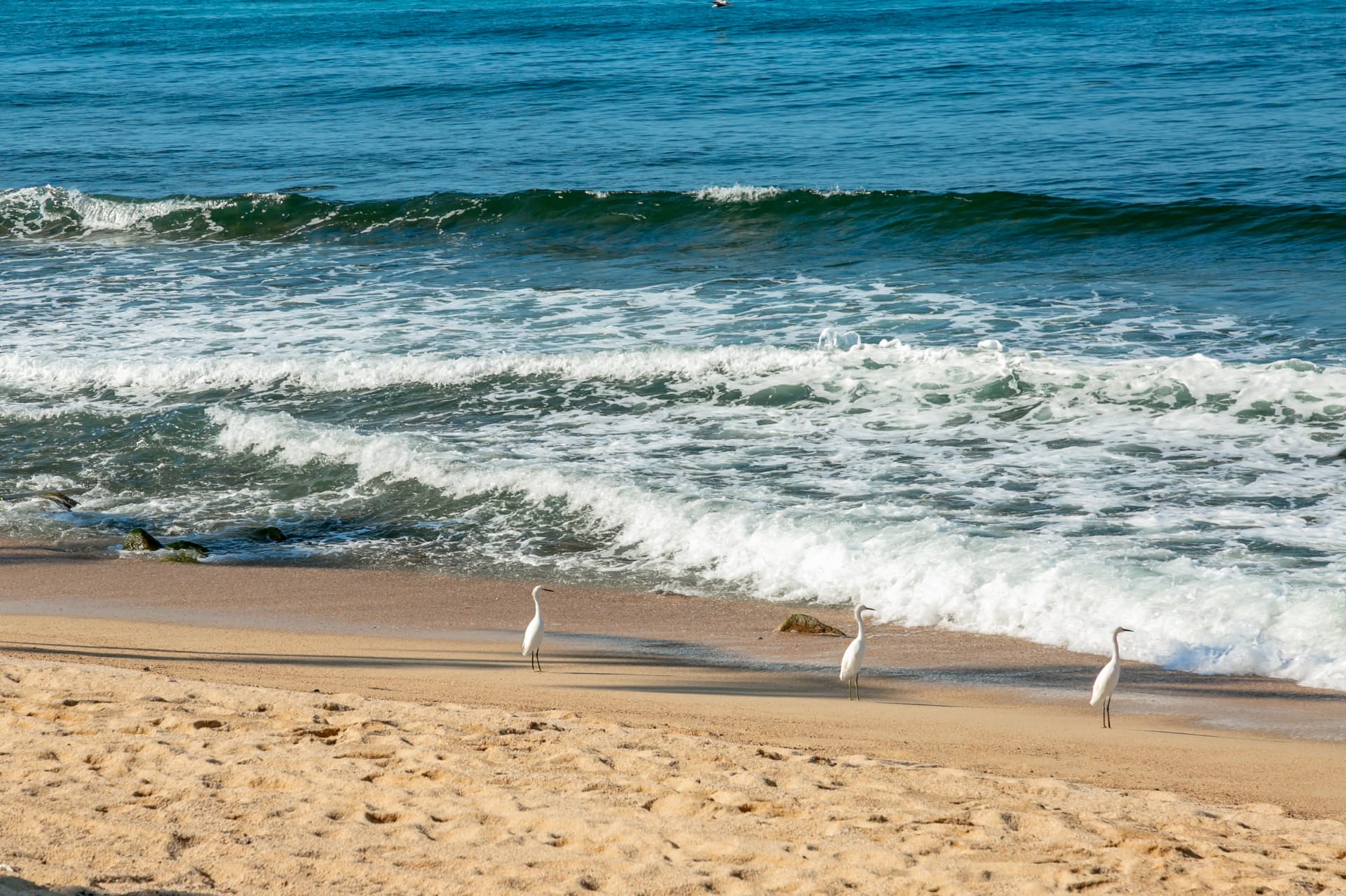 White egrets on the shore of Quimixto beach with turquoise sea behind