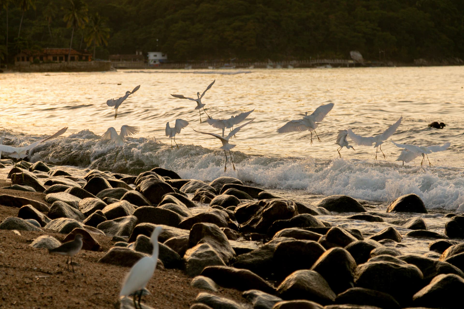 Flock of egrets taking flight over the beach rocks at sunset