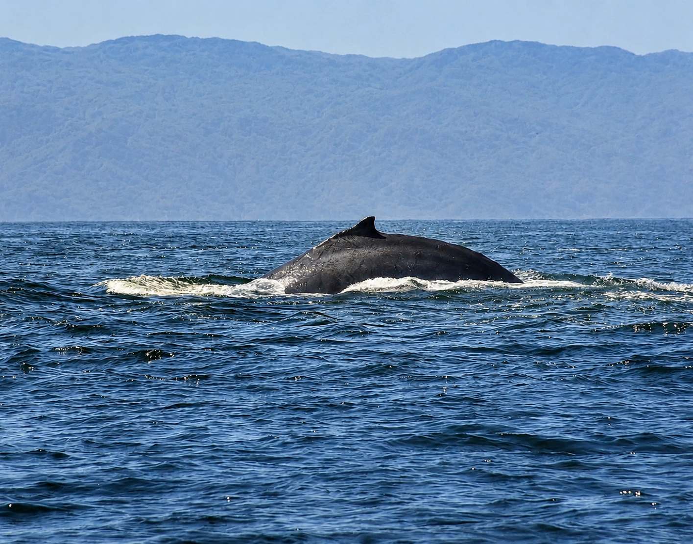 Humpback whale breaching off Quimixto in winter