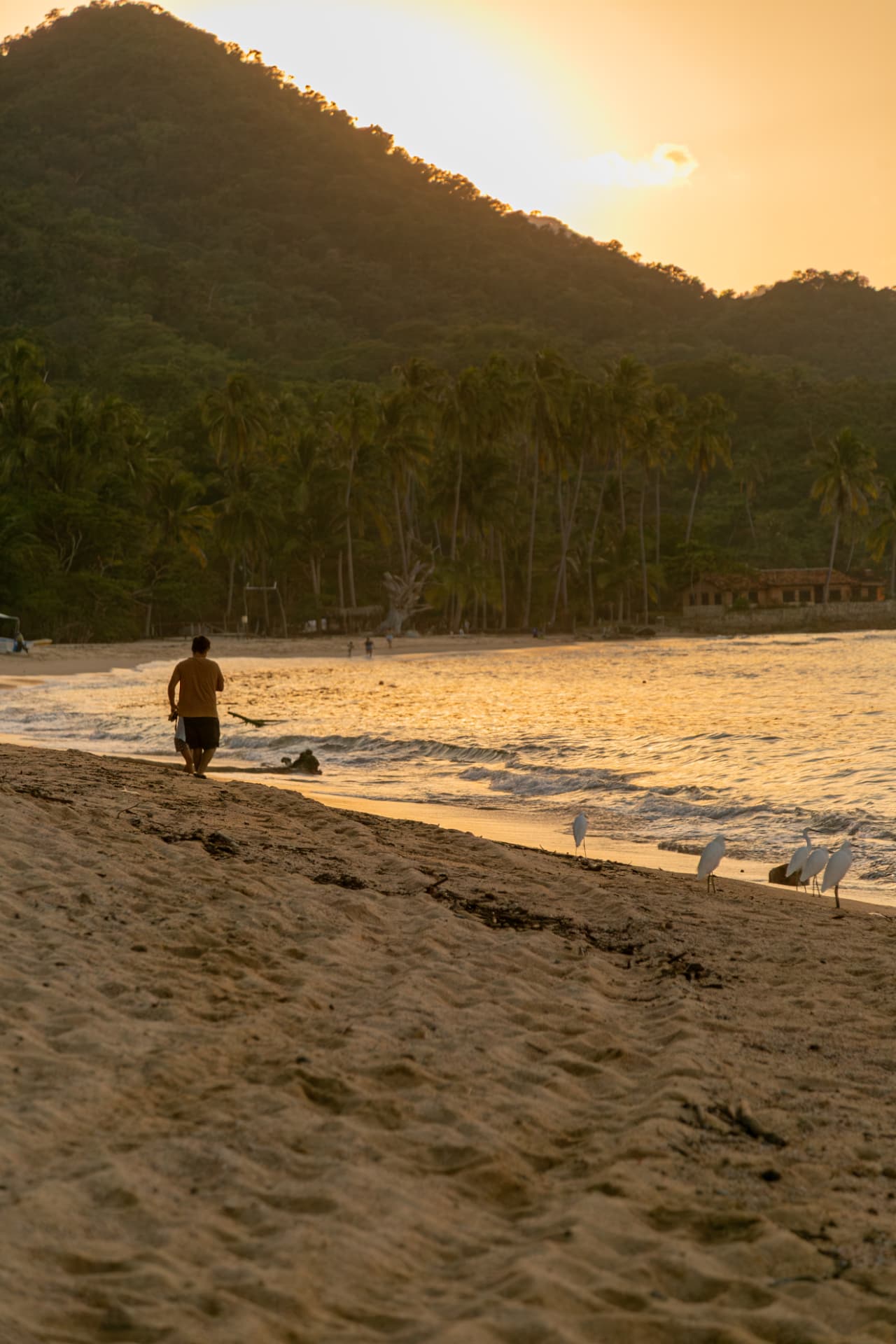 Silhouette of a person walking the beach at sunset surrounded by egrets