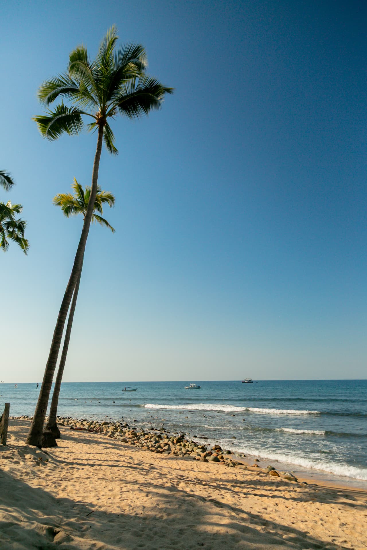 Two tall palm trees leaning toward the sea on the sunny beach at Amaca Beach