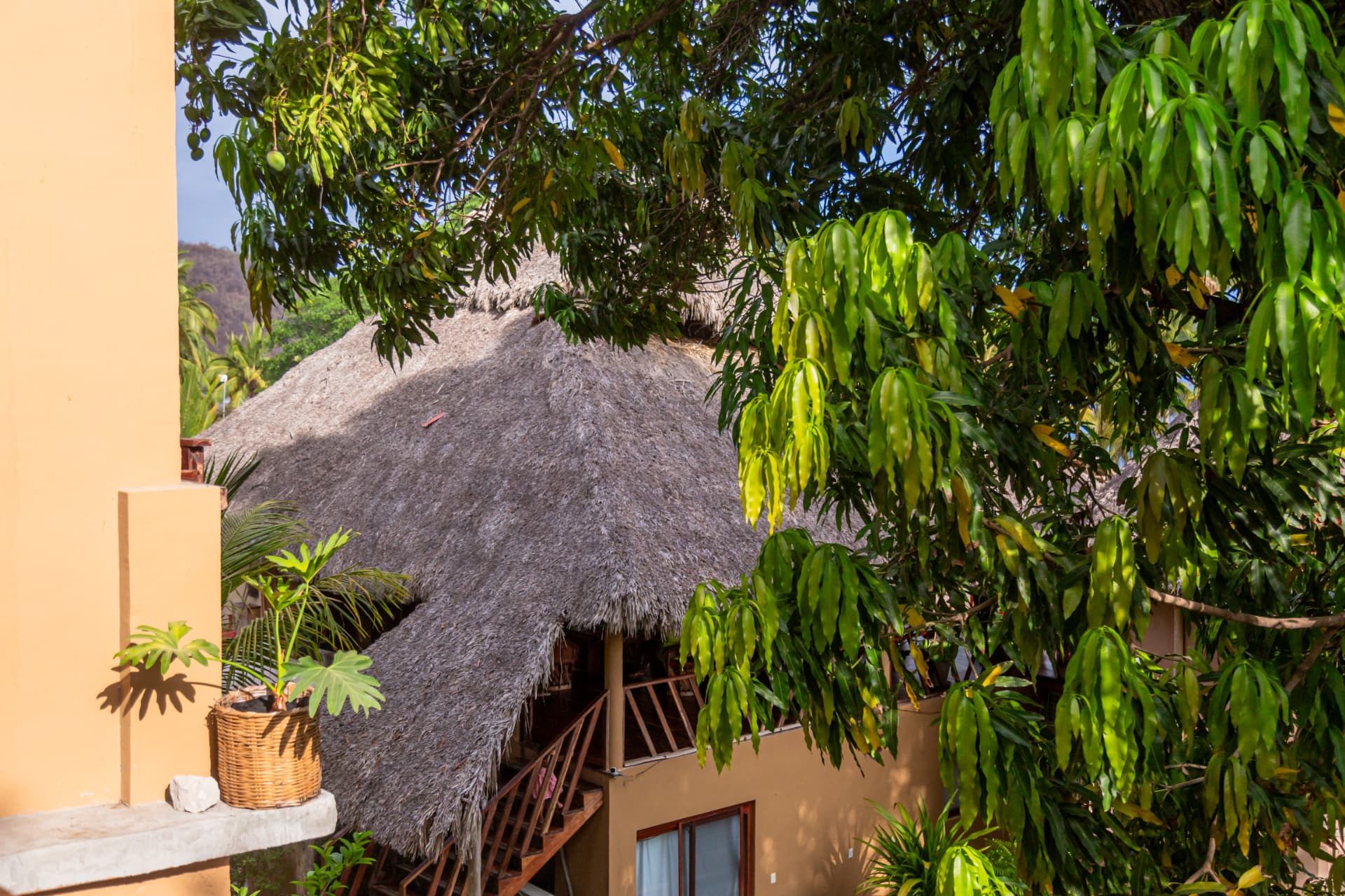 Montaña: techo de palma entre árboles de mango vistos desde la terraza